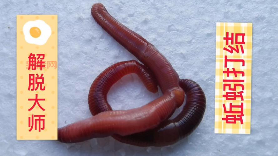 蚯蚓打结是什么梗?一篇文章给你解释清楚!