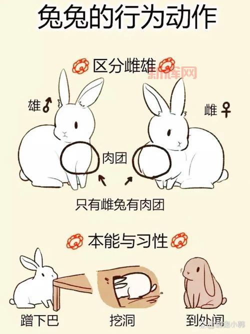 怎么让兔子飞？这几个脑洞大开的技巧学起来！