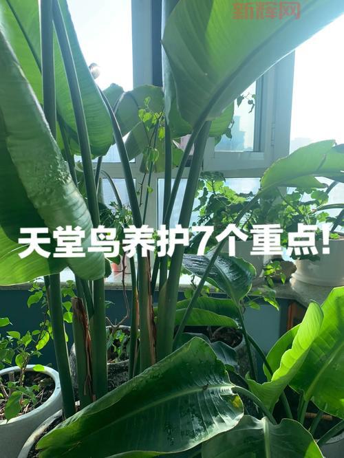 天堂鸟论坛和贴吧哪个好？深度对比分析！