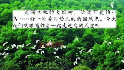 天堂鸟论坛和贴吧哪个好?深度对比分析!