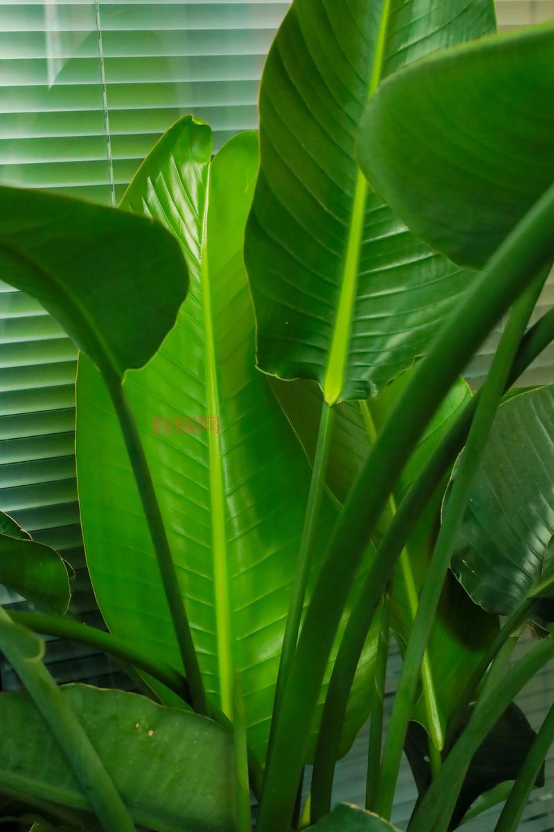 天堂鸟论坛和贴吧哪个好?深度对比分析!