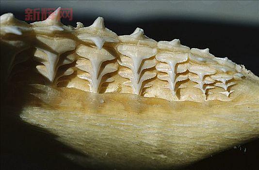 想了解水中迅捷之鲨鱼牙吗?这篇文章告诉你答案!