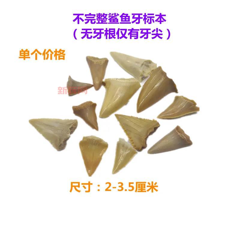 想了解水中迅捷之鲨鱼牙吗?这篇文章告诉你答案!