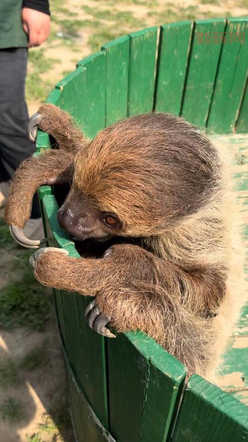 森林真正的主人到底是谁？这些动物拥有发言权！