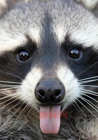 森林真正的主人到底是谁？这些动物拥有发言权！