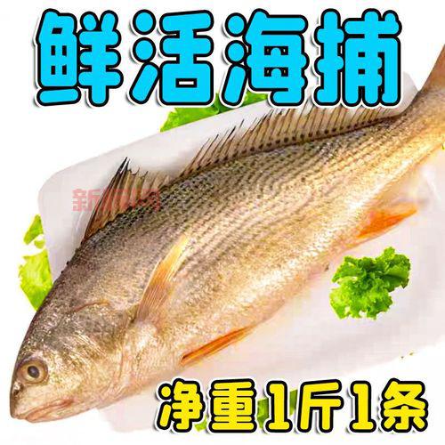 深海鼠尾鱼有毒吗？专家解读这种深海鱼！