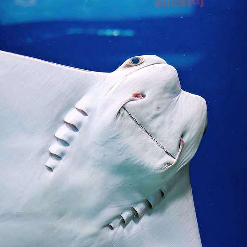 深海鼠尾鱼有毒吗?专家解读这种深海鱼!