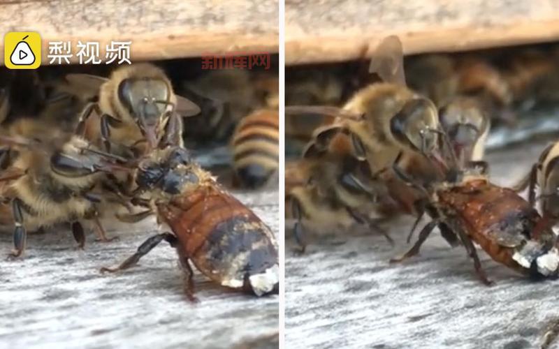 一个蜜蜂三个梨打一成语是什么?答案很简单!