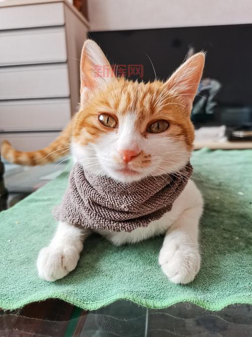 猫七七妈妈个人资料遭曝光?快来了解她背后的故事和背景!