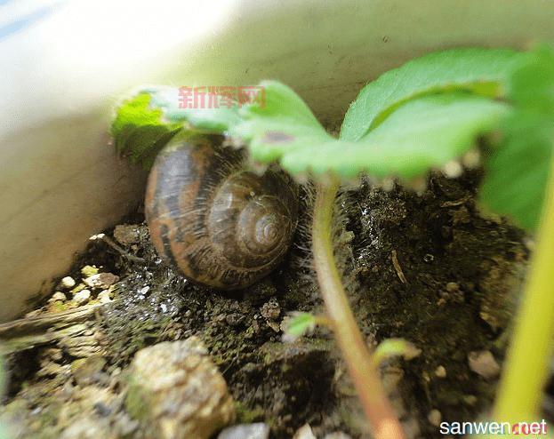 火尾瓦特寿命有多长？饲养环境有什么要求？