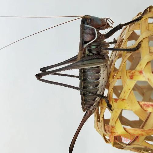 火尾瓦特寿命有多长?饲养环境有什么要求?