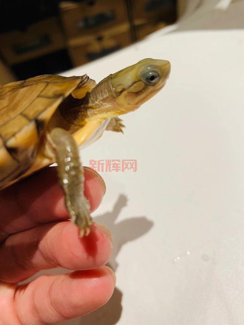 火尾瓦特寿命有多长?饲养环境有什么要求?