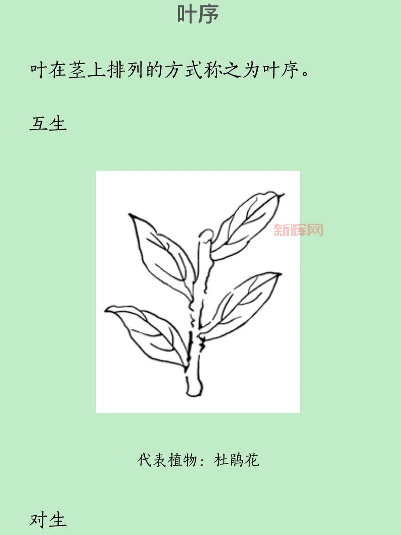 主叶群品种有哪些?不同品种的主叶群介绍!