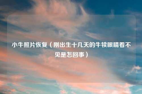 小牛照片恢复（刚出生十几天的牛犊眼睛看不见是怎回事）