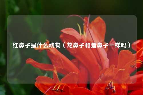 红鼻子是什么动物(龙鼻子和猪鼻子一样吗)