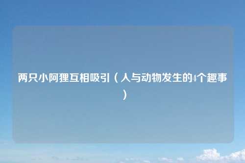 两只小阿狸互相吸引（人与动物发生的4个趣事）