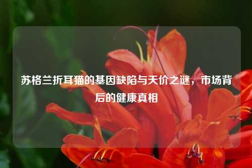 苏格兰折耳猫的基因缺陷与天价之谜,市场背后的健康真相