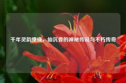 千年灵韵缭绕，仙沉香的神秘传说与不朽传奇