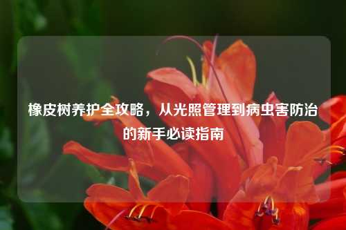 橡皮树养护全攻略，从光照管理到病虫害防治的新手必读指南